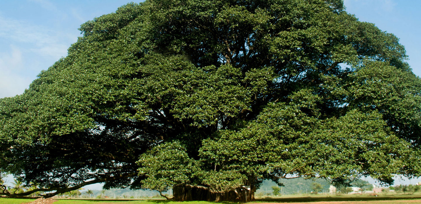 Banyan Tree